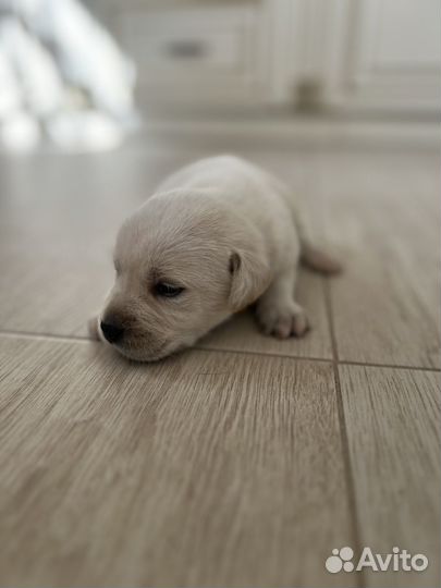 Щенки лабрадора