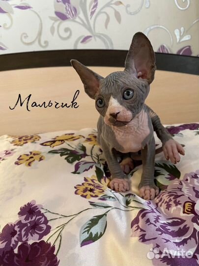 Канадский сфинкс