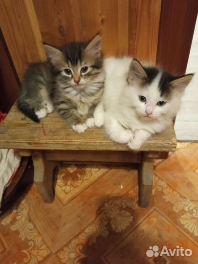 Отдам в заботливые руки, кушают, ходят в лоток