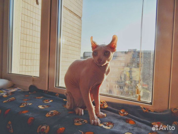 Сфинкс эльф вязка