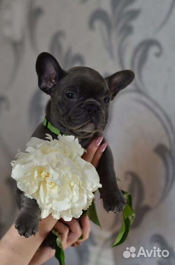 Французский бульдог щенки