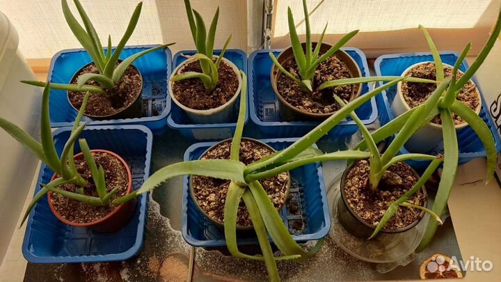 Алоэ лечебный, 6 штук