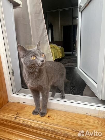 Отдам кошечку