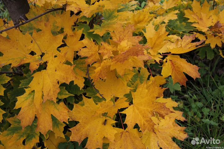 Саженцы клёна остролистного