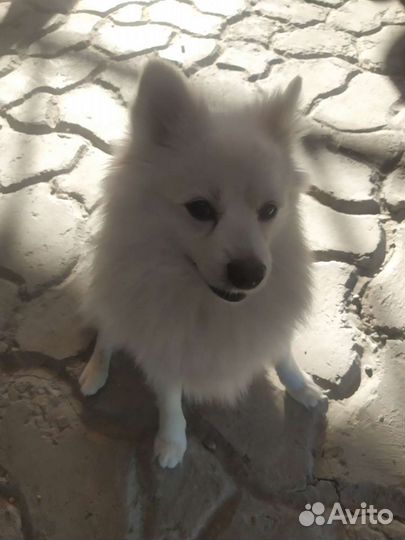 Японский шпиц