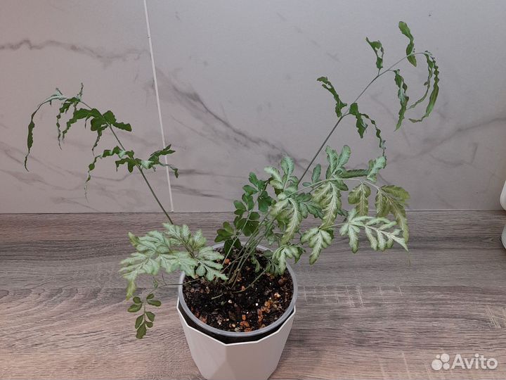 Папоротник