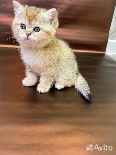 Клубные британские котята