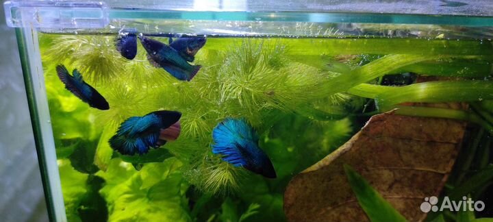 Рыбки петушки самоки