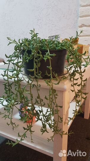 Сенецио перигрин, Дельфинчики