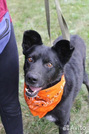 Красавец черныш Грант ждет своих родителей