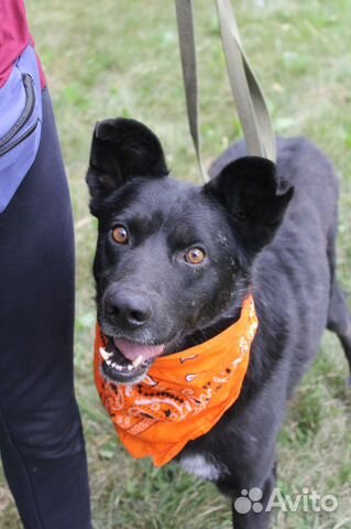 Красавец черныш Грант ждет своих родителей