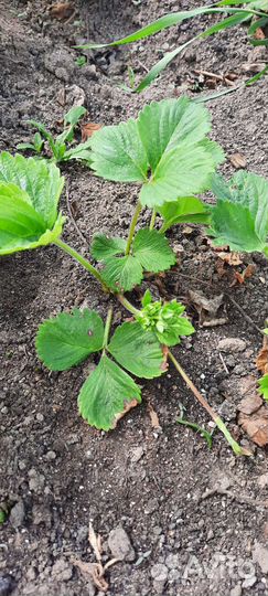 Рассада клубники и земляники