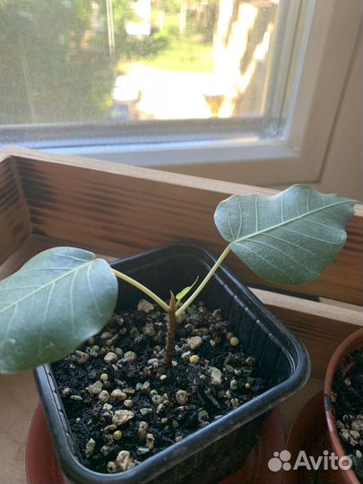 Фикусы букле и священный