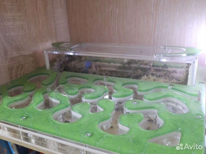 Муравьиная ферма с муравьями