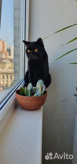 Породистый британец ждёт британочку в гости/ вязка