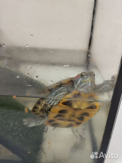 Красноухая черепаха с аквариумом