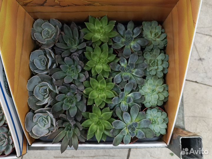 Суккуленты