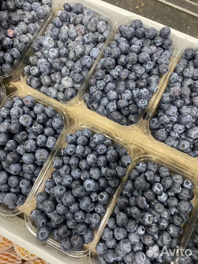 Голубика Сладкая