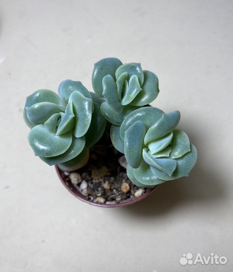 Граптоверия Лавли Роуз/Каланхоэ Тубифлора