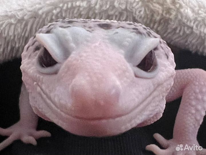 Друг по переписке