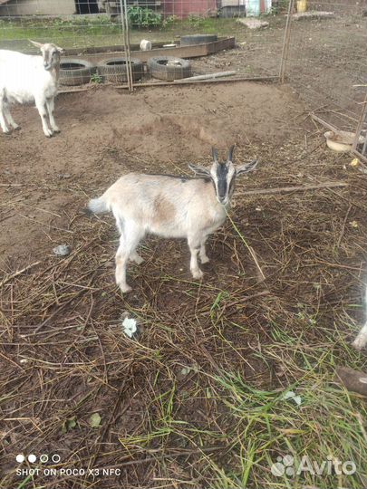 Козы, козлик