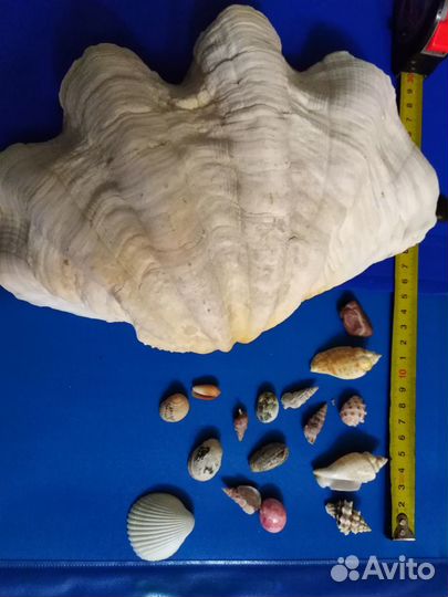 Морские ракушки