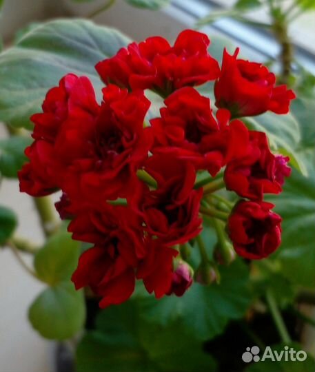 Цветы комнатные