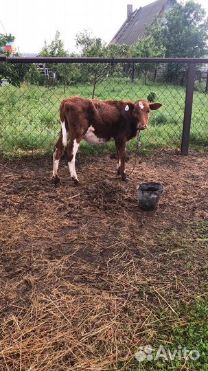 Продам Бычков телочек разной породы