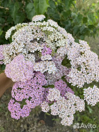 Тысячелистник леснойо пижма зверобой