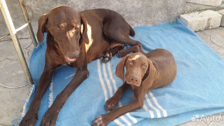 Щенки Курцхаара (осталось 4 кобеля)