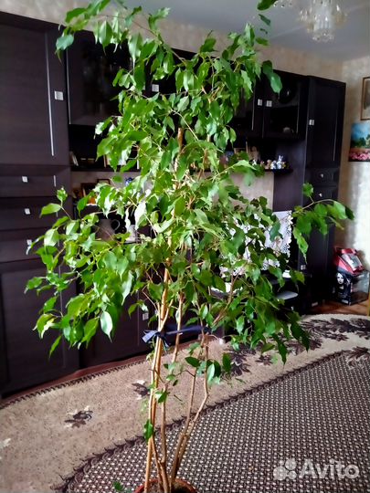 Фикус бенджамина большой