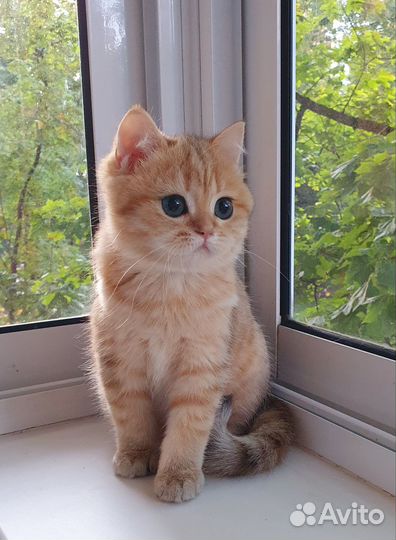 Золотые британчики- goldn bri