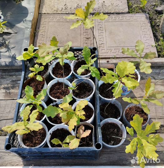 Саженцы дуба