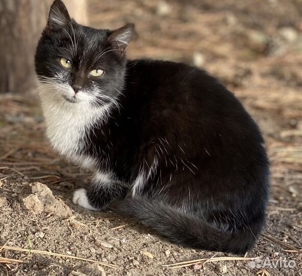 Кошка котята