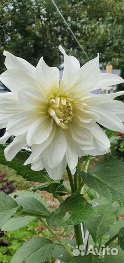 Георгины в ассортименте