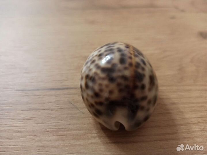 Морская раковина