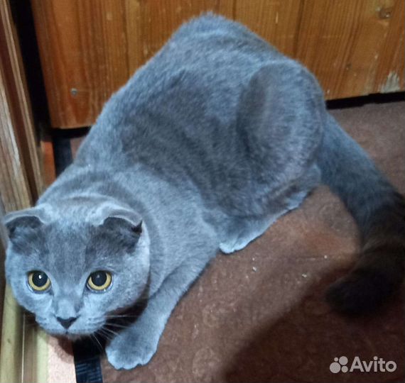 Британская вислоухая кошка,ищет опытного жениха