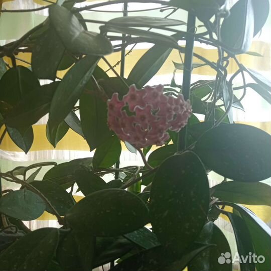 Цветок Хоя восковая