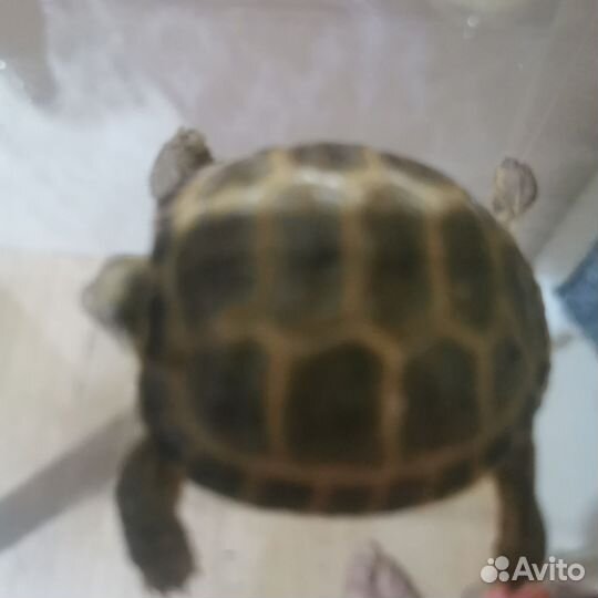 Черепаха сухопутная маленькая