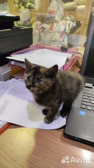 Котёнок - девочка 1.5 месяца