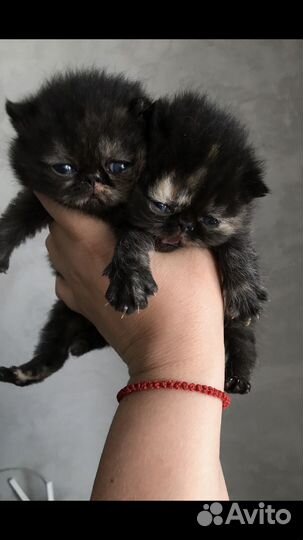 Экзотические короткошерстные кошечки