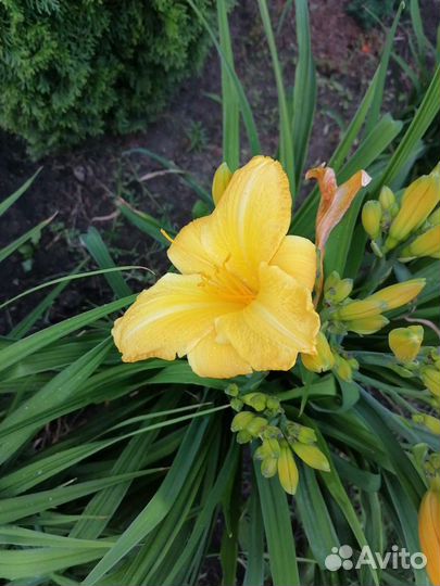 Лилейник, лилия, хоста