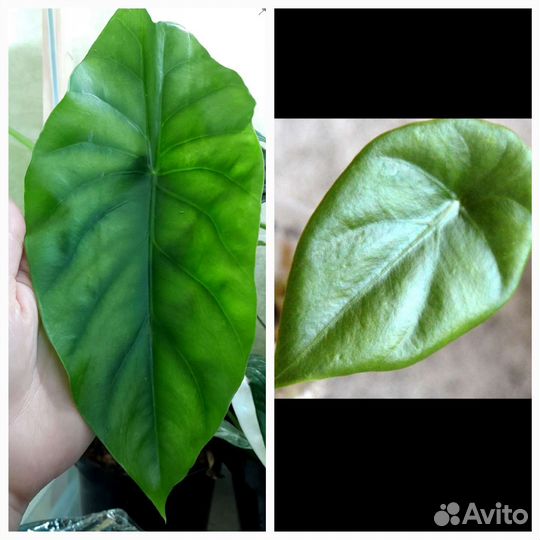 Алоказии 8 сортов