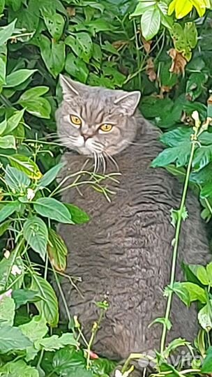 Кот британский