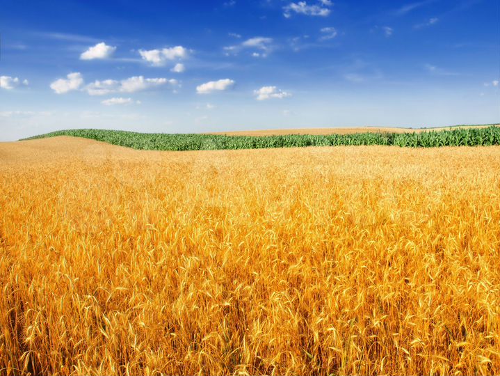 Участок 31 га (СНТ, ДНП)