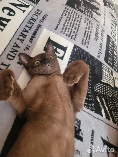 Бурманский котик