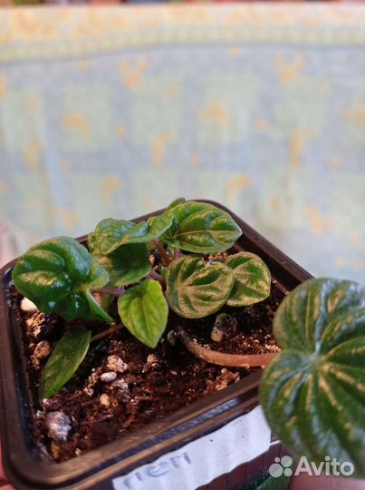 Пеперомия сморщенная. Традесканция