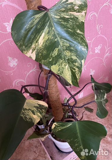 Филодендрон