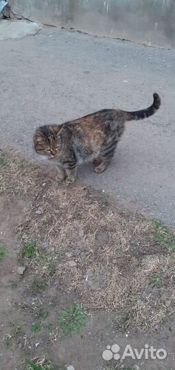 Кошечка ищет дом