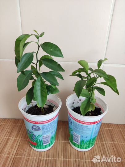 Комнатные растения мандарин из косточки